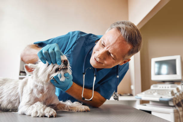 Best Emergency Treatment for Dental Infections or Abscesses in Shadyside, OH